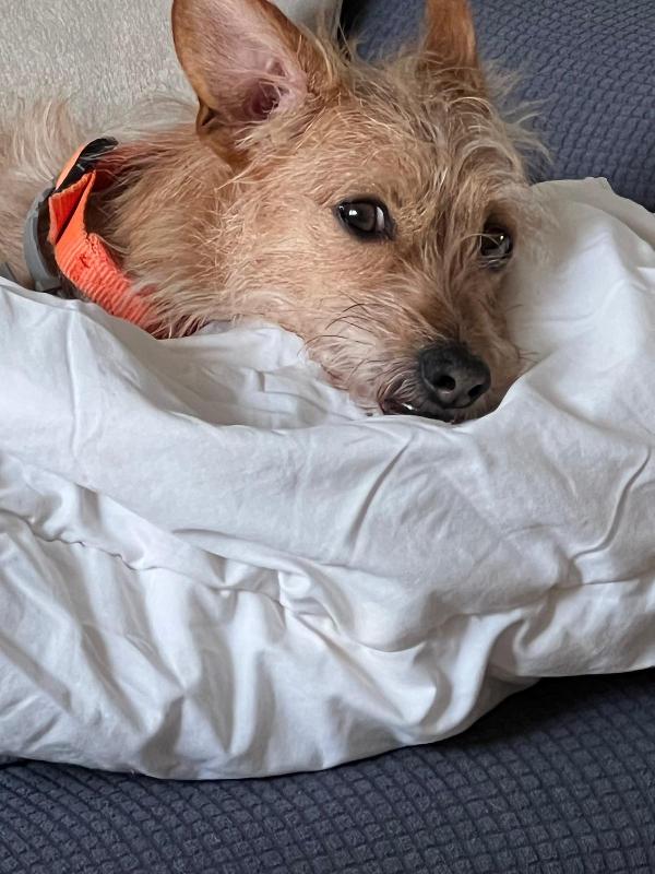 Chewbe cerca una nuova casa  Foto 4